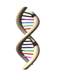 DNA Helix