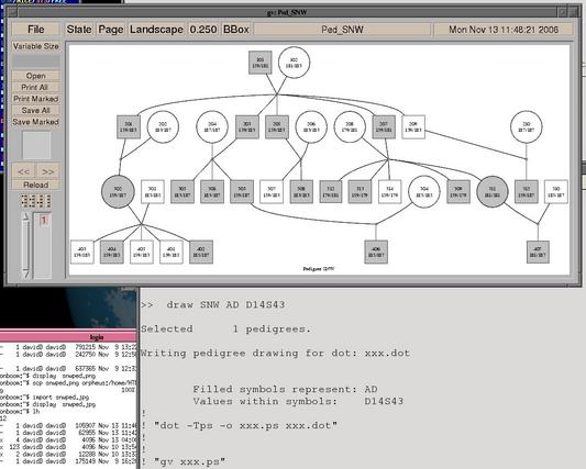 Example Pedigree Drawing