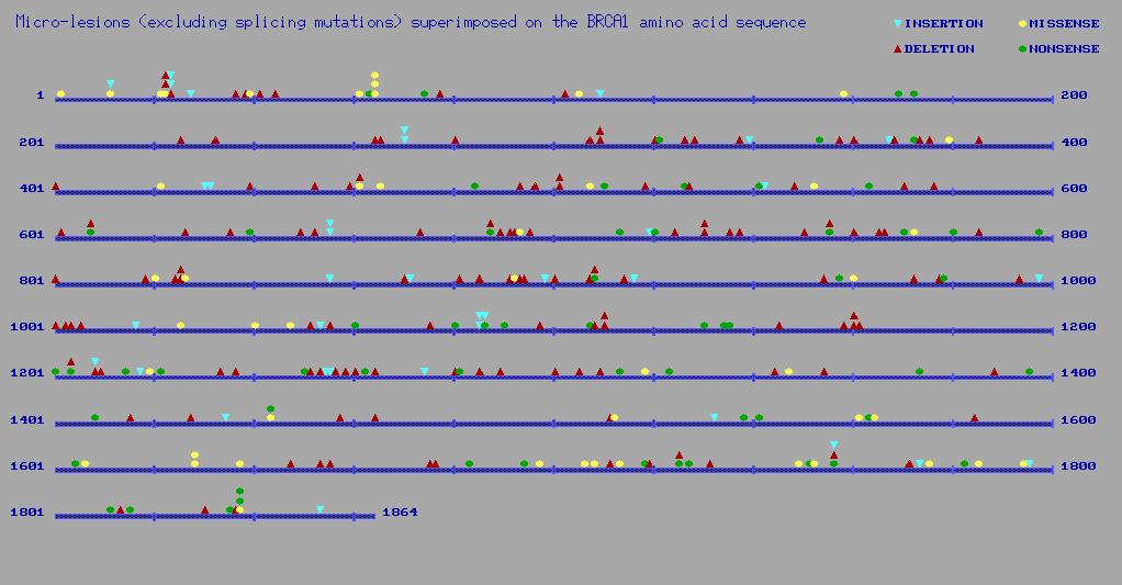 BRCA1 mutation map