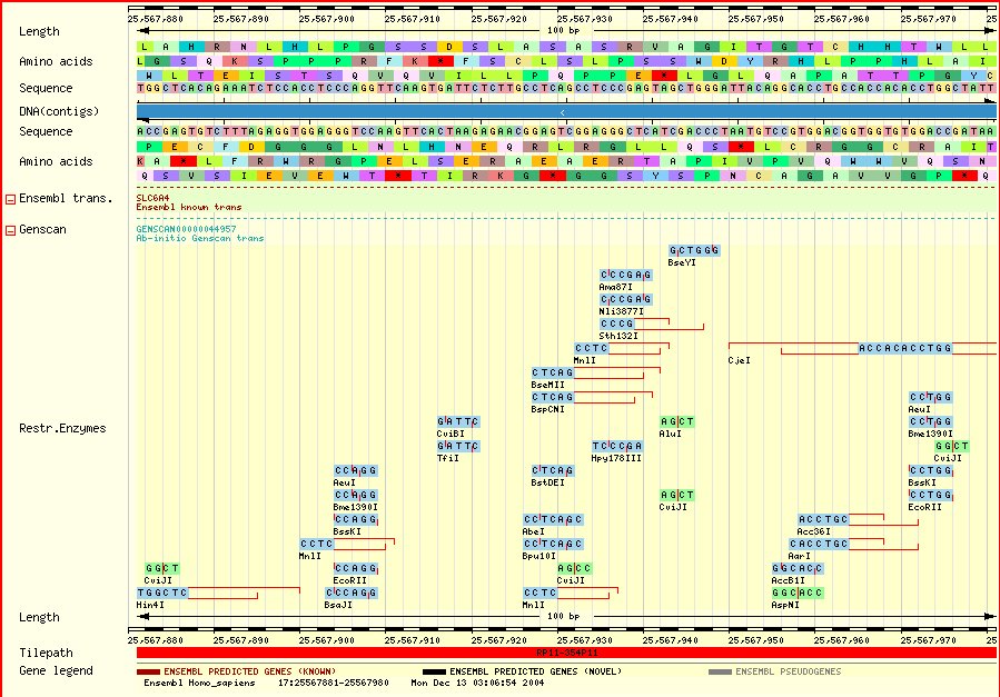 100 bp within SLC6A4