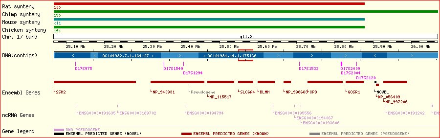 One Mbp around SLC6A4