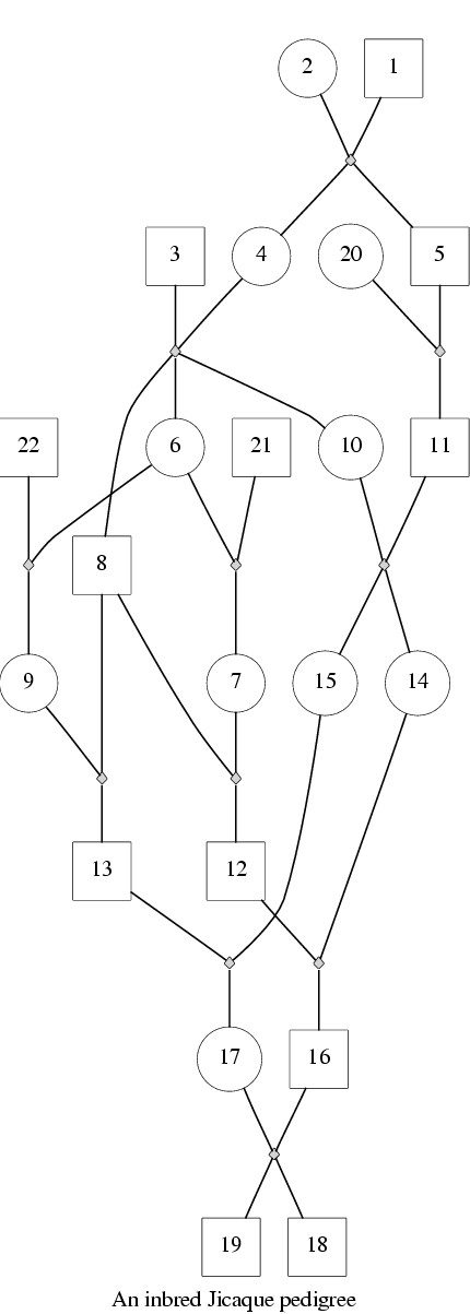 Pedigree drawing of a larger inbred family